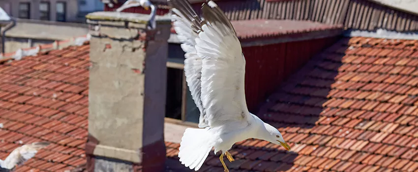 Residential Chimney Animal Removal Solution in New Iberia, LA