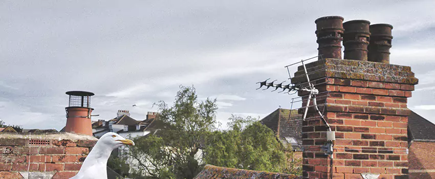 Chimney Cleaning And Restoration in New Iberia, Louisiana